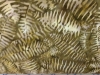 Timeless Treasures Batik Brown Ferns